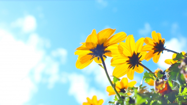 立川髙島屋S.C. TAP応援動画研修